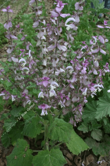 Des images de diffrentes plantes